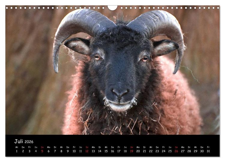 Produktbild: Schafe und L&auml;mmer (Wandkalender 2026 DIN A3 quer), CALVENDO Monatskalender