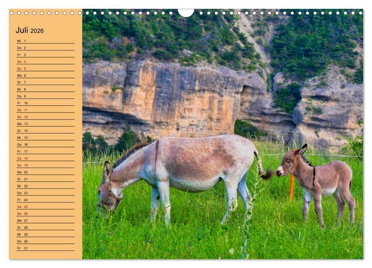 Produktbild: Liebenswerte Esel (Wandkalender 2026 DIN A3 quer), CALVENDO Monatskalender