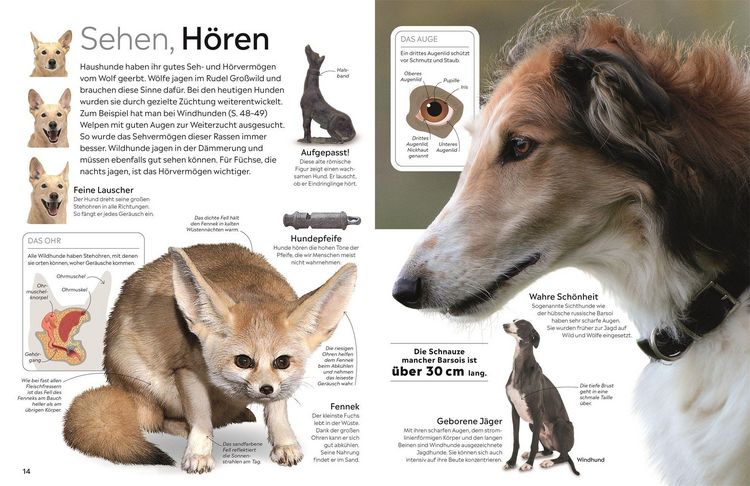 Produktbild: memo Wissen. Hunde