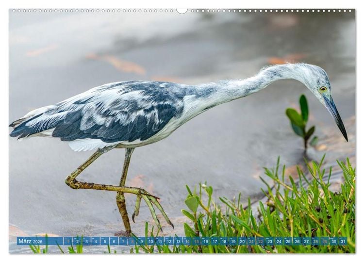 Produktbild: Blaureiher und Dreifarbenreiher (Wandkalender 2026 DIN A2 quer), CALVENDO Monatskalender