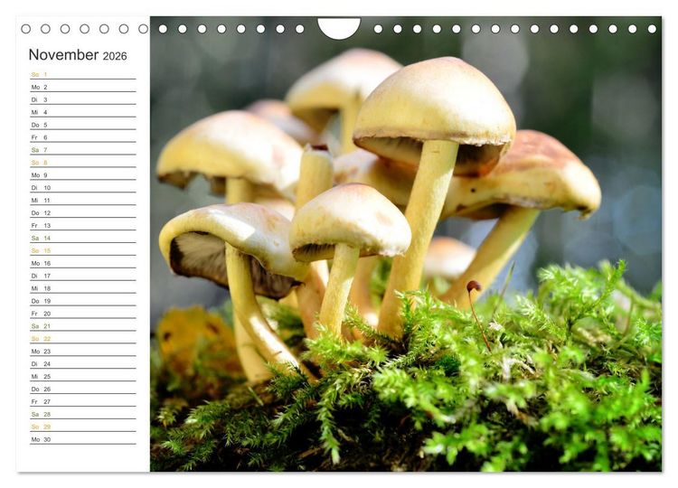 Produktbild: Schwammerl Egerlinge Pilze (Wandkalender 2026 DIN A4 quer), CALVENDO Monatskalender