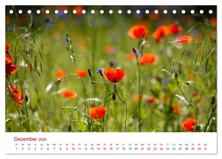 Produktbild: Mohnblumen (Tischkalender 2026 DIN A5 quer), CALVENDO Monatskalender