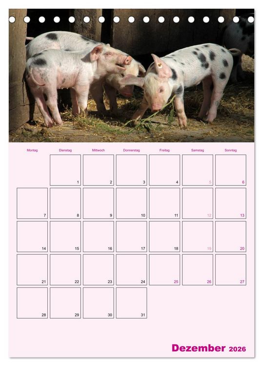 Produktbild: Schweinischer Terminplaner (Tischkalender 2026 DIN A5 hoch), CALVENDO Monatskalender