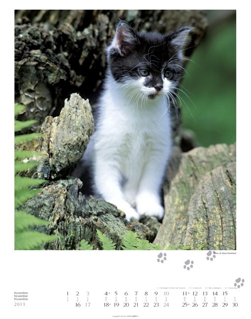 Produktbild: GartenTiger 2013