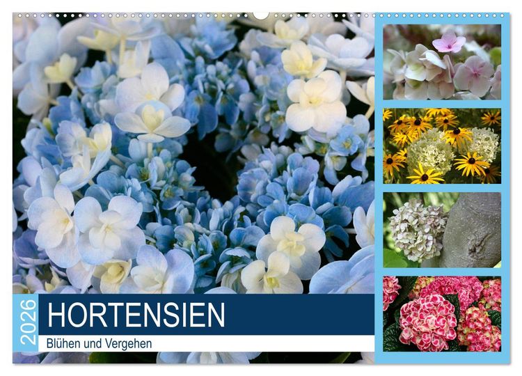 Produktbild: Hortensien Bl&uuml;hen und Vergehen (Wandkalender 2026 DIN A2 quer), CALVENDO Monatskalender