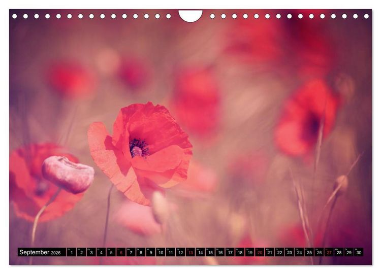 Produktbild: Mohnblumen (Wandkalender 2026 DIN A4 quer), CALVENDO Monatskalender