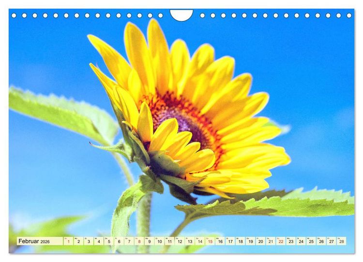 Produktbild: Sonnenblumen. Das Strahlen des Sommers (Wandkalender 2026 DIN A4 quer), CALVENDO Monatskalender