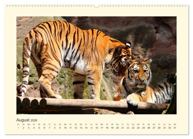Produktbild: Sibirische Tigerportraits (hochwertiger Premium Wandkalender 2026 DIN A2 quer), Kunstdruck in Hochglanz