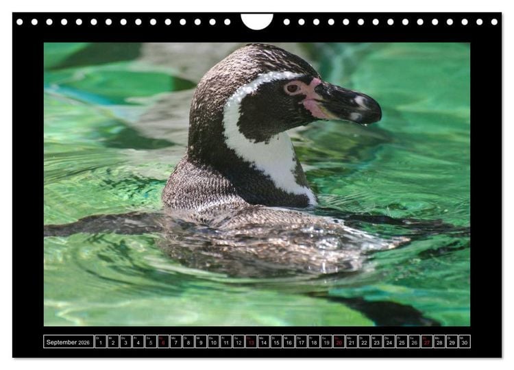 Produktbild: Dresdner Zootiere 2026 (Wandkalender 2026 DIN A4 quer), CALVENDO Monatskalender