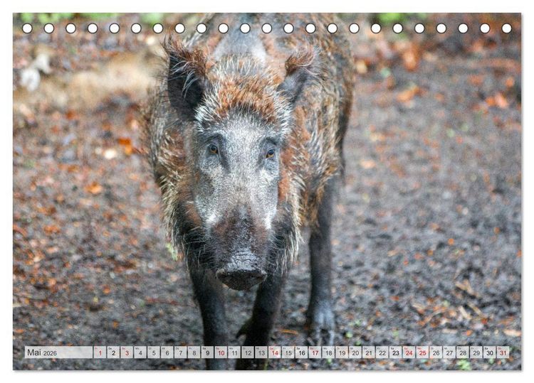 Produktbild: Wildschweine - Im Schatten des Waldes (Tischkalender 2026 DIN A5 quer), CALVENDO Monatskalender
