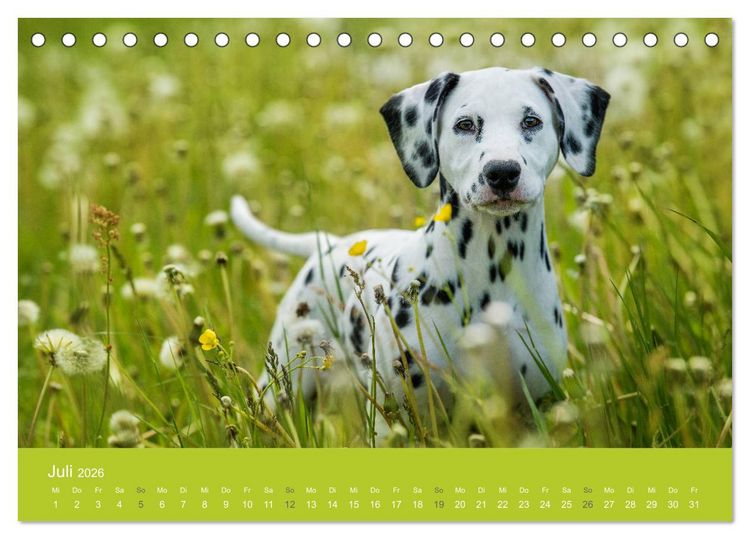 Produktbild: Traumschnauzen (Tischkalender 2026 DIN A5 quer), CALVENDO Monatskalender