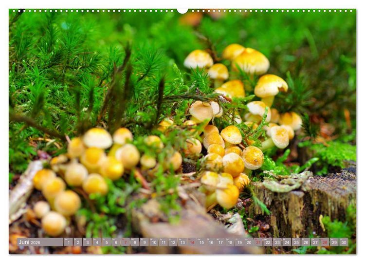 Produktbild: Die bunte Welt der Pilze (Wandkalender 2026 DIN A2 quer), CALVENDO Monatskalender