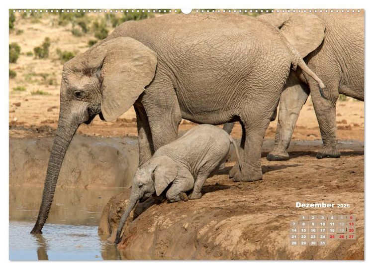 Produktbild: Afrikas Tierwelt: Elefantenbabys (Wandkalender 2026 DIN A2 quer), CALVENDO Monatskalender