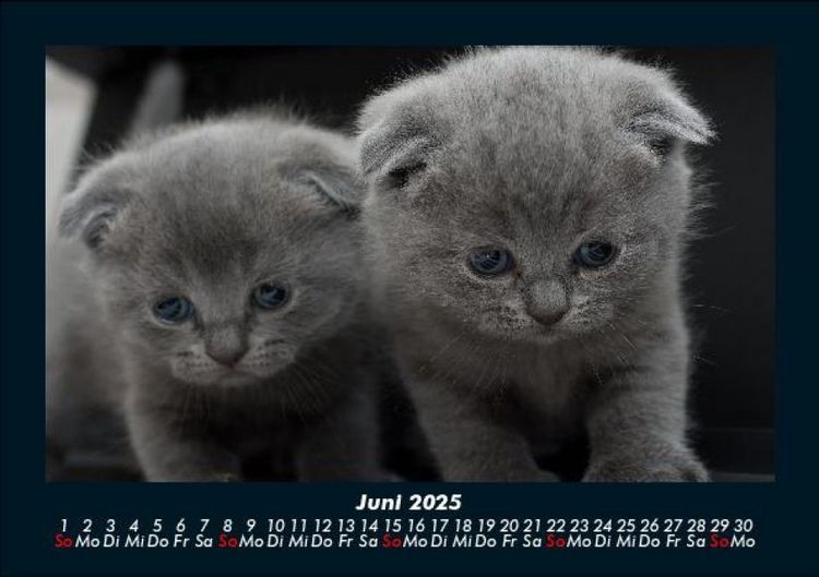 Produktbild: Katzen 2025 Fotokalender DIN A5