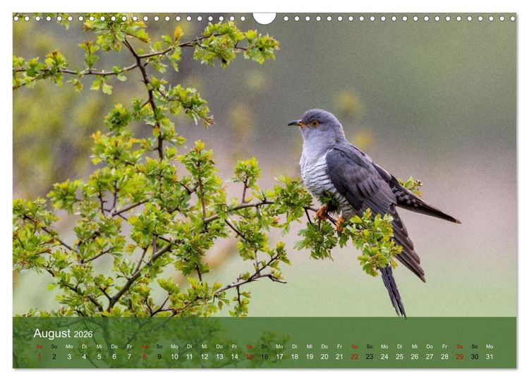 Produktbild: Kuckuck,Kuckuck,rufts aus dem Wald (Wandkalender 2026 DIN A3 quer), CALVENDO Monatskalender