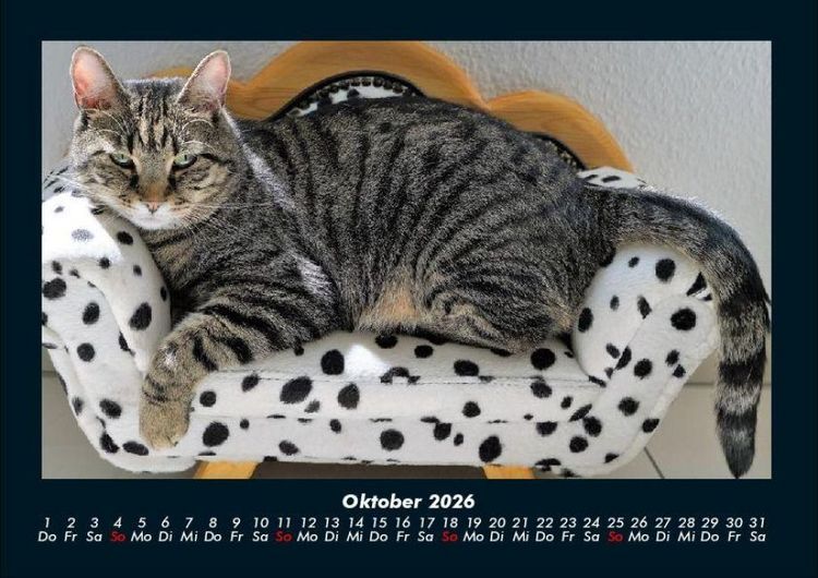 Produktbild: F&uuml;r Katzenfreunde 2026 Fotokalender DIN A4