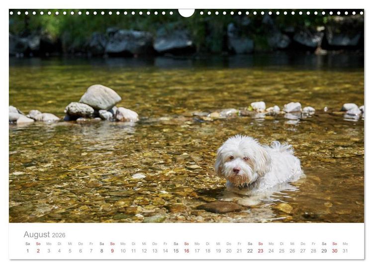 Produktbild: Havaneser - Herz aus Gold (Wandkalender 2026 DIN A3 quer), CALVENDO Monatskalender