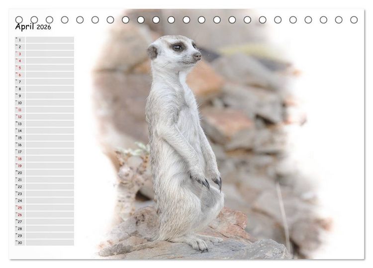 Produktbild: Tierisches Yoga (Tischkalender 2026 DIN A5 quer), CALVENDO Monatskalender