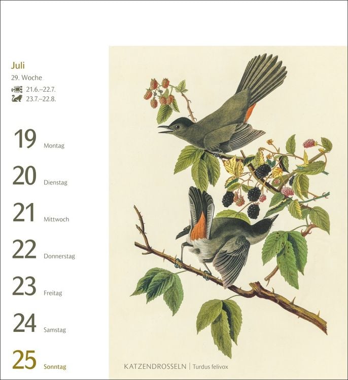 Produktbild: V&ouml;gel Postkartenkalender 2027 - Postkartenkalender mit 53 historischen Zeichnungen