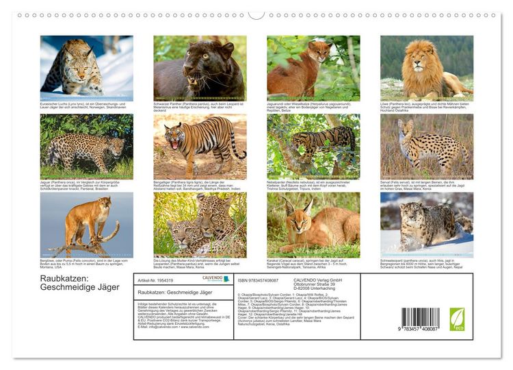 Produktbild: Raubkatzen: Geschmeidige J&auml;ger (hochwertiger Premium Wandkalender 2026 DIN A2 quer), Kunstdruck in Hochglanz