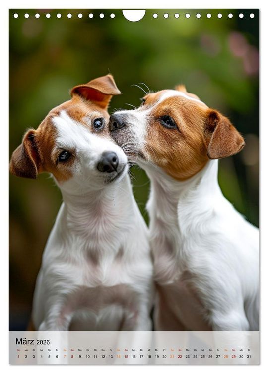 Produktbild: Jack Russel Terrier - furchtlos und viel Selbstvertrauen (Wandkalender 2026 DIN A4 hoch), CALVENDO Monatskalender