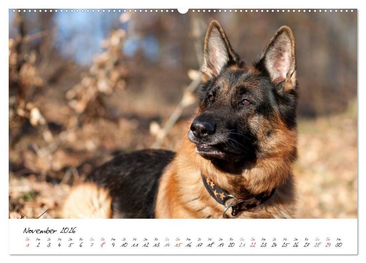 Produktbild: Deutsche Sch&auml;ferhunde - Senioren auf vier Pfoten (Wandkalender 2026 DIN A2 quer), CALVENDO Monatskalender