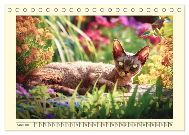 Produktbild: Devon Rex Katzen. Der aufgeweckte Kobold im Garten (Tischkalender 2026 DIN A5 quer), CALVENDO Monatskalender