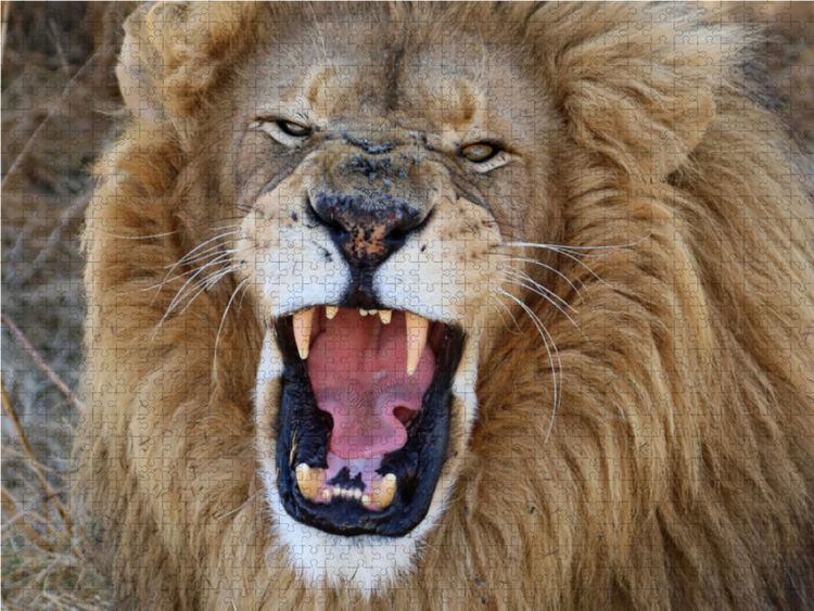 Produktbild: CALVENDO Puzzle Ein Motiv aus dem Kalender LION KING SELFIES L&ouml;wen hautnah | 1000 Teile Lege-Gr&ouml;&szlig;e 64x48cm Foto-Puzzle f&uuml;r gl&uuml;ckliche Stunden