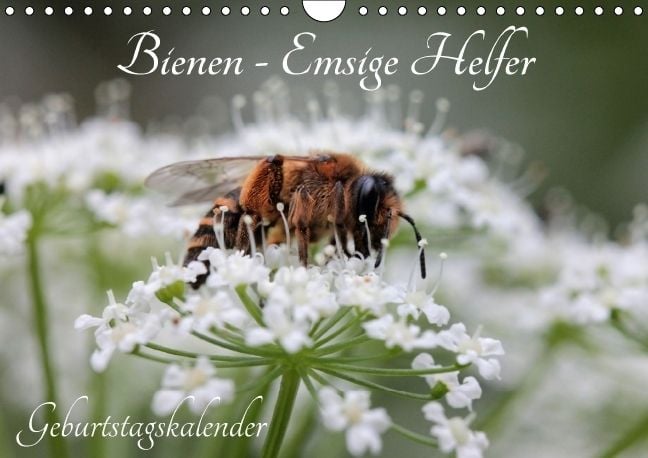 Produktbild: Bienen - Emsige Helfer (Wandkalender immerw&auml;hrend DIN A4 quer)