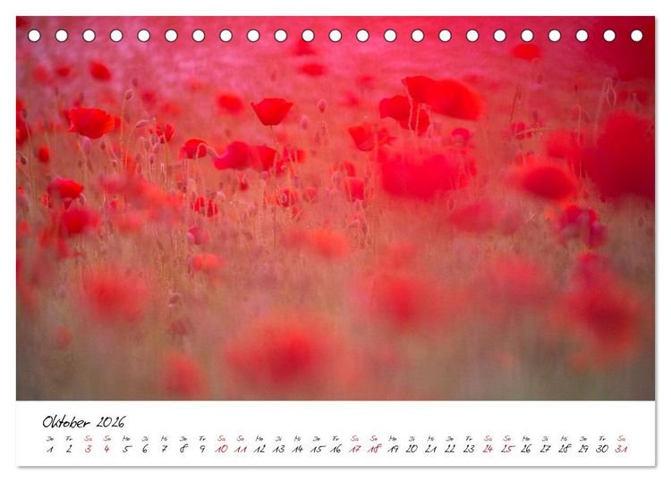 Produktbild: Mohnwiesen (Tischkalender 2026 DIN A5 quer), CALVENDO Monatskalender