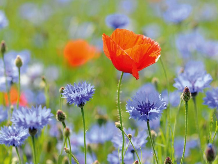 Produktbild: CALVENDO Puzzle Mohn und Kornblumen. Landschaft im Havelland. 1000 Teile Lege-Gr&ouml;&szlig;e 64 x 48 cm Foto-Puzzle Bild von Anja Frost