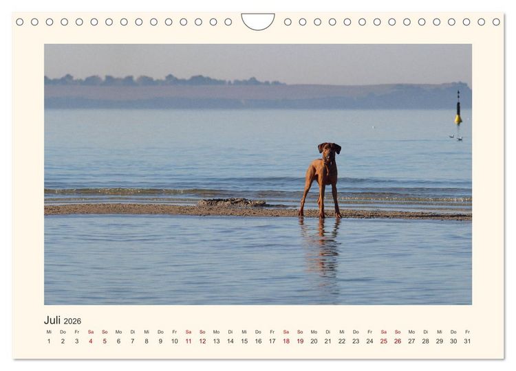 Produktbild: Rhodesian Ridgeback Power aus S&uuml;dafrika (Wandkalender 2026 DIN A4 quer), CALVENDO Monatskalender