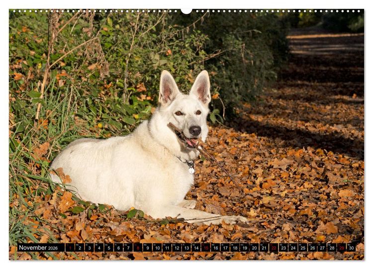 Produktbild: Berger Blanc Suisse - Weggef&auml;hrten auf 4 Pfoten (hochwertiger Premium Wandkalender 2026 DIN A2 quer), Kunstdruck in Hochglanz