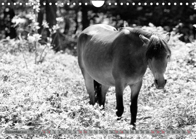 Produktbild: Die letzten Wildpferde Exmoor Ponys (Wandkalender 2022 DIN A4 quer)