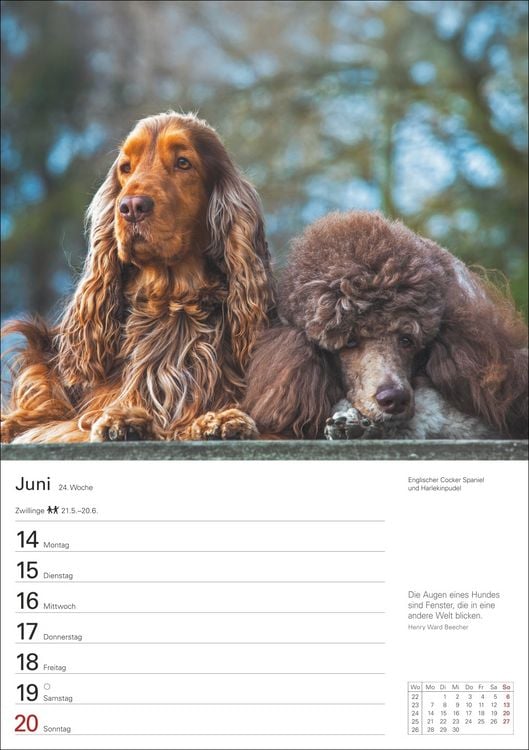 Produktbild: Hunde Wochenplaner 2027 - 53 faszinierende Fotografien