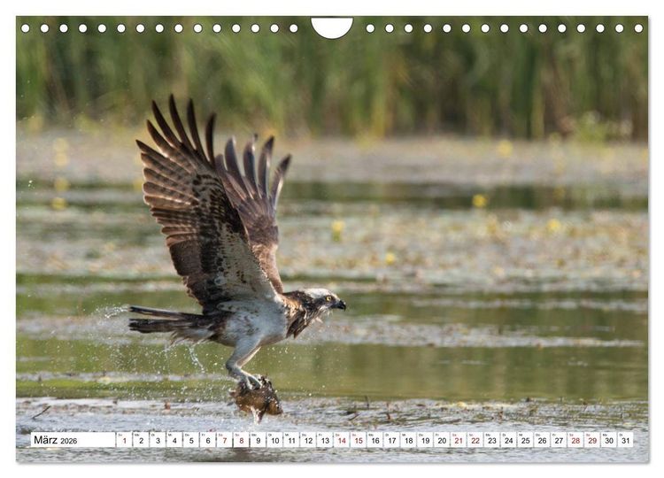 Produktbild: Sch&ouml;nheiten im Federkleid - Heimische Wildv&ouml;gel im Portrait (Wandkalender 2026 DIN A4 quer), CALVENDO Monatskalender