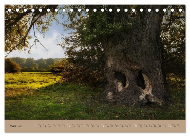 Produktbild: Unser Wald - Magische Sichten in norddeutsche W&auml;lder (Tischkalender 2026 DIN A5 quer), CALVENDO Monatskalender