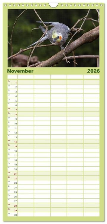 Produktbild: Familienplaner 2026 - Nymphensittiche mit 5 Spalten (Wandkalender, 21 x 45 cm) CALVENDO