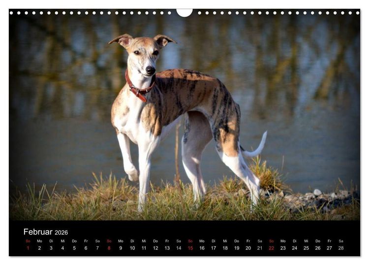 Produktbild: Whippet 2026 (Wandkalender 2026 DIN A3 quer), CALVENDO Monatskalender