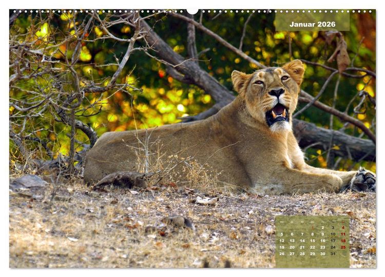 Produktbild: Wilde Tiere Indiens (hochwertiger Premium Wandkalender 2026 DIN A2 quer), Kunstdruck in Hochglanz