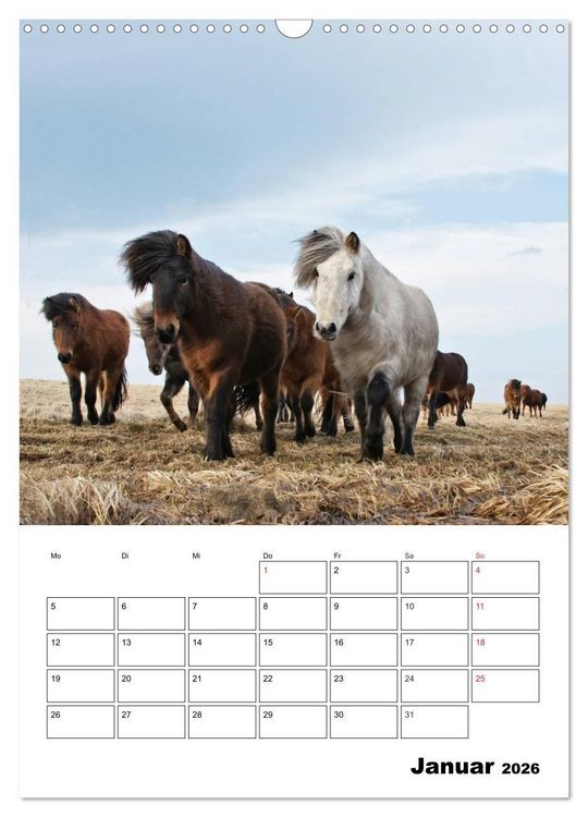 Produktbild: ISLANDPFERDE an der K&uuml;ste von Sn&aelig;fellsnes (Wandkalender 2026 DIN A3 hoch), CALVENDO Monatskalender