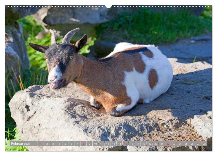 Produktbild: Wir sind die Stars auf der Alm (Wandkalender 2026 DIN A2 quer), CALVENDO Monatskalender
