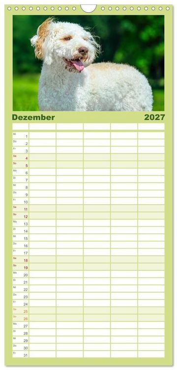 Produktbild: Familienplaner 2027 - Lagotto Romagnolo - die Tr&uuml;ffelsucher Italiens mit 5 Spalten (Wandkalender, 21 x 45 cm) CALVENDO