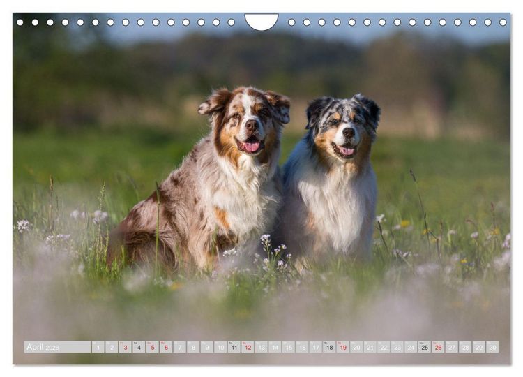 Produktbild: Australian Shepherd 2026 (Wandkalender 2026 DIN A4 quer), CALVENDO Monatskalender