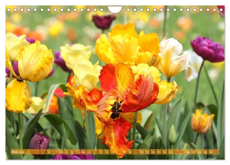 Produktbild: Im Tulpengarten (Wandkalender 2026 DIN A4 quer), CALVENDO Monatskalender
