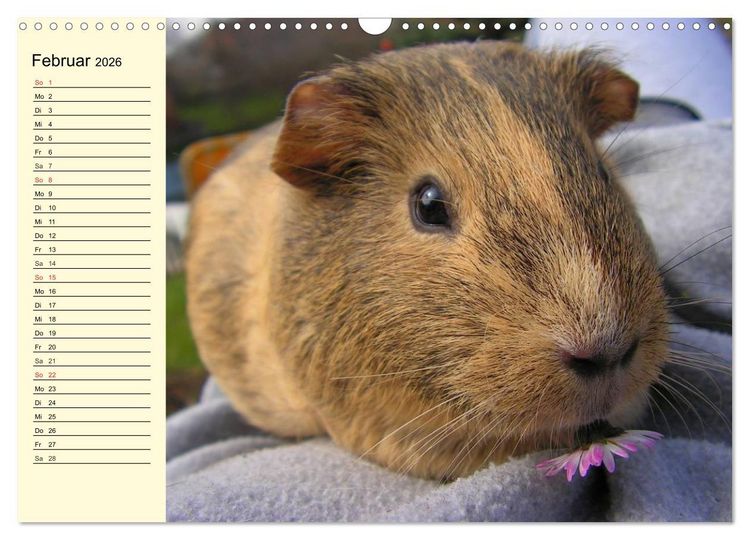 Produktbild: Meerschweinchen. Geliebte Nager (Wandkalender 2026 DIN A3 quer), CALVENDO Monatskalender