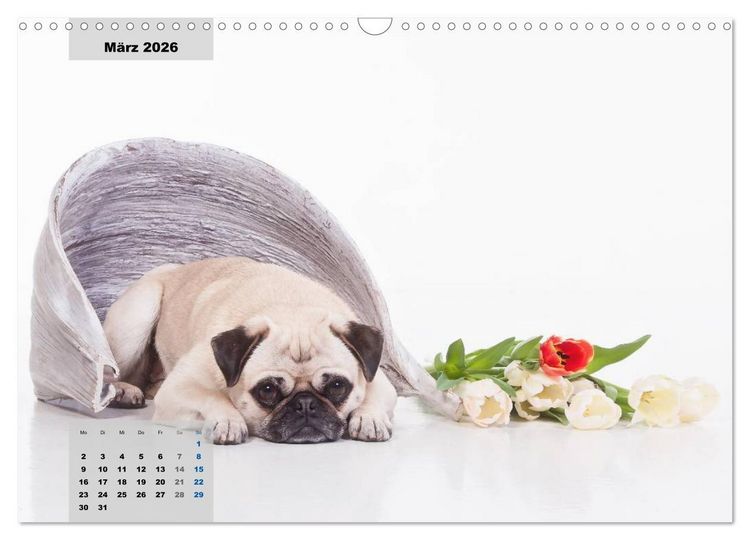 Produktbild: Lillie Mopsgetier - mopsfidel durchs Jahr (Wandkalender 2026 DIN A3 quer), CALVENDO Monatskalender