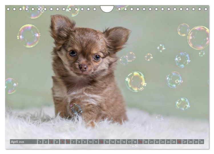 Produktbild: Chihuahua-Babys - Amy und Angel im Studio (Wandkalender 2026 DIN A4 quer), CALVENDO Monatskalender