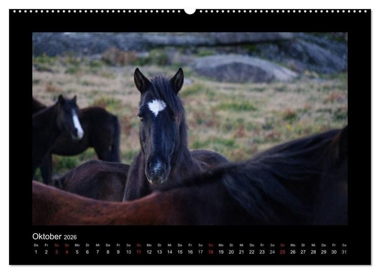 Produktbild: Garranos - Bedrohte Wildpferde Europas (Wandkalender 2026 DIN A2 quer), CALVENDO Monatskalender