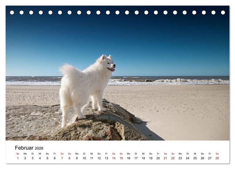 Produktbild: Ein Samojede am Meer (Tischkalender 2026 DIN A5 quer), CALVENDO Monatskalender